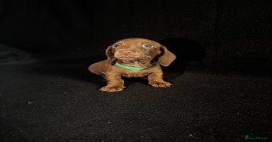 Dachshund dogs - Advert 11