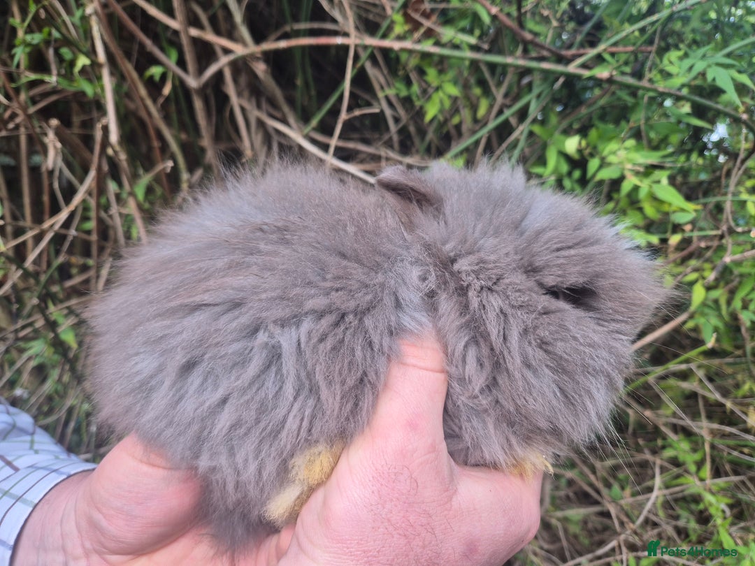 Angora rabbits for sale: 💙🩷 beautiful Teddydwerg babies-parents imported! - Advert 4
