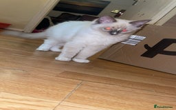 Ragdoll cats for sale: Ragdol - Image 5