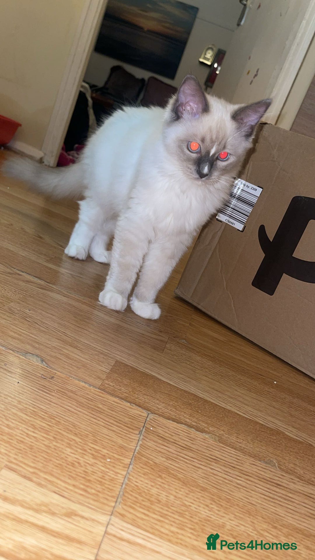 Ragdoll cats for sale: Ragdol - Image 5