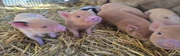 Pig livestock for sale: 🐷 MINI PIGLETS LOOKING FOR THEIR FOREVER HOMES 🐷 - Advert 2