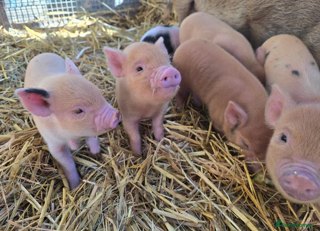 Pig livestock for sale: 🐷 MINI PIGLETS LOOKING FOR THEIR FOREVER HOMES 🐷 - Advert 2