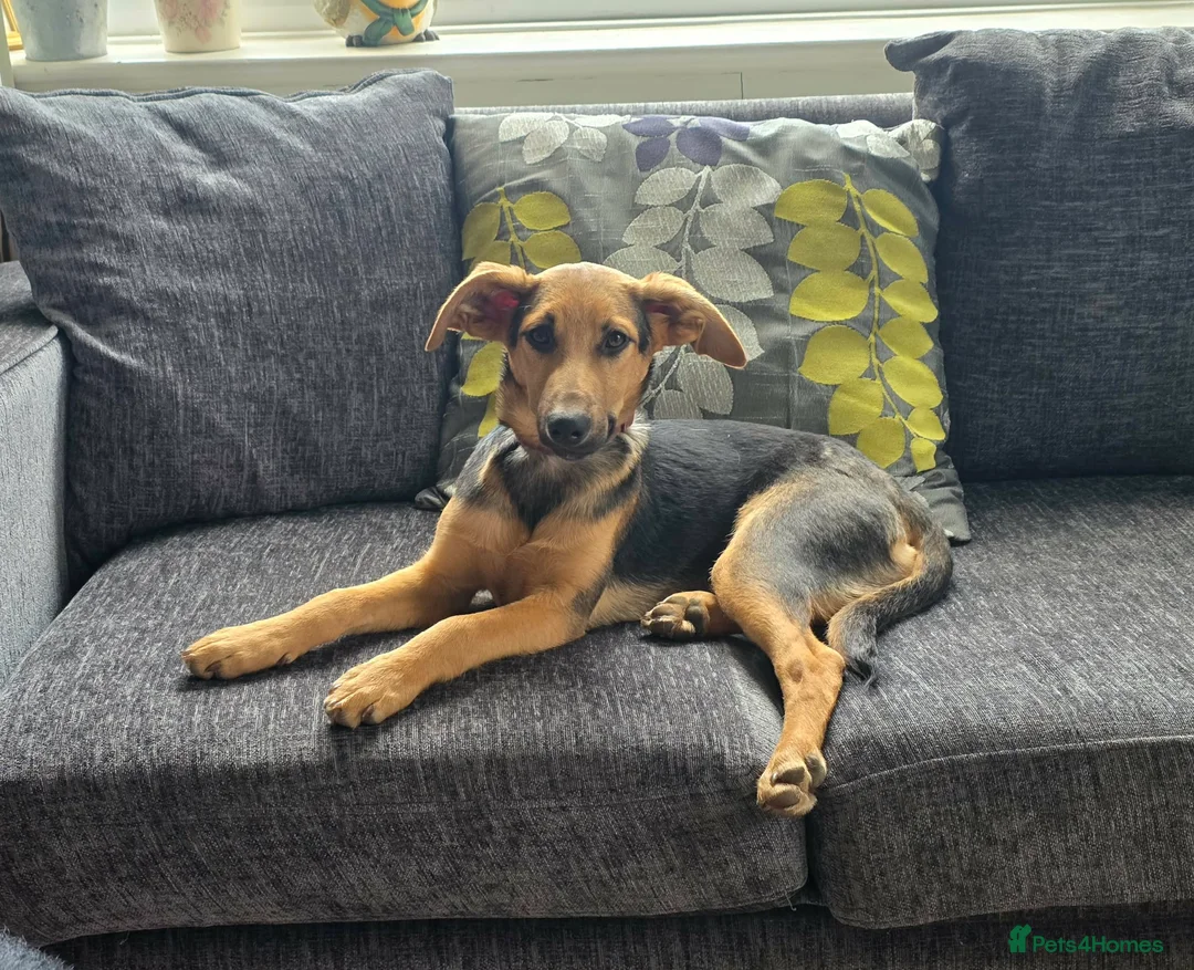Mixed Breed dogs for adoption: Gentle Leyla seeks a patient and happy home - Advert 1