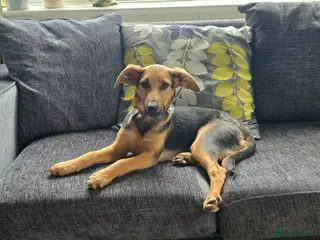 Mixed Breed dogs Gentle Leyla seeks a patient and happy home - Advert 5