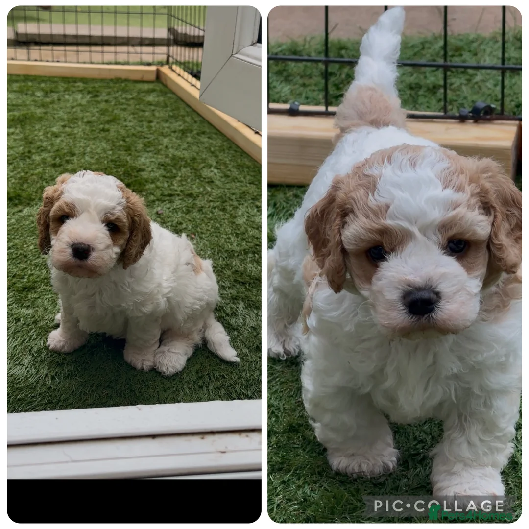 Cavapoochon dogs for sale: 2 Male Cavapoochon Puppies for sale!!! - Advert 1