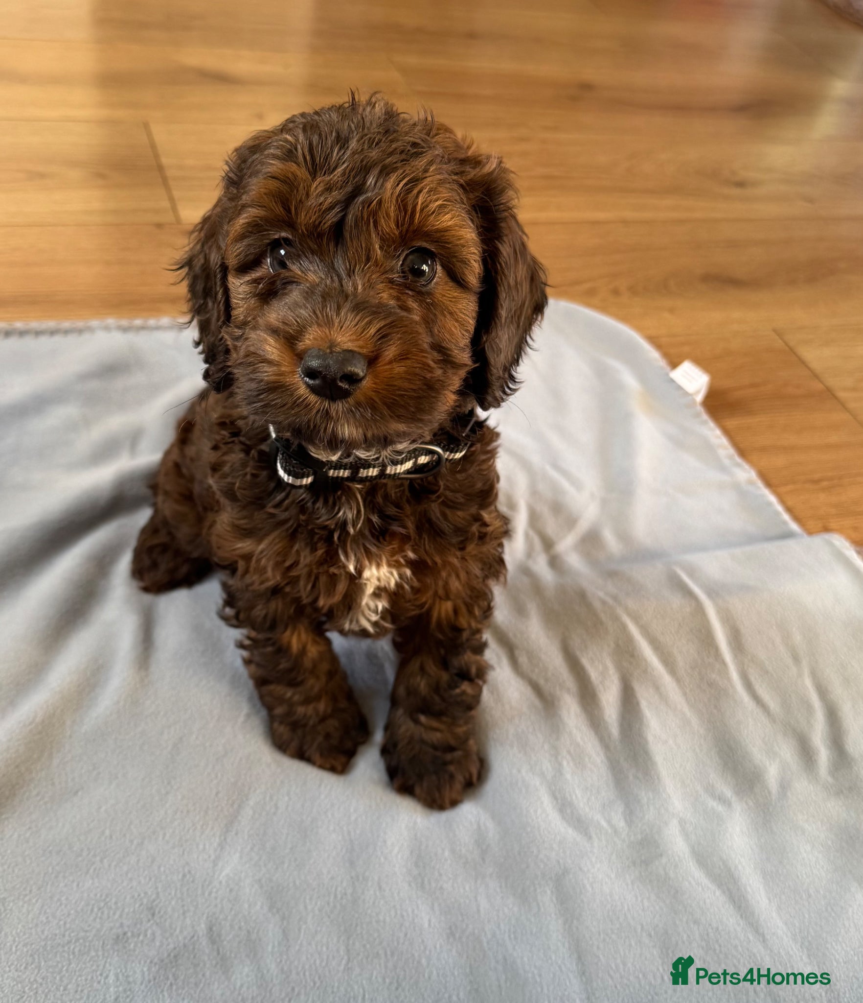 Cockapoo dogs F1 cockapoos  - Advert 1