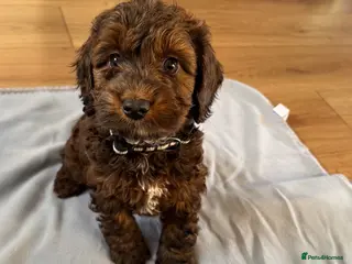 Cockapoo dogs F1 cockapoos - Advert 1