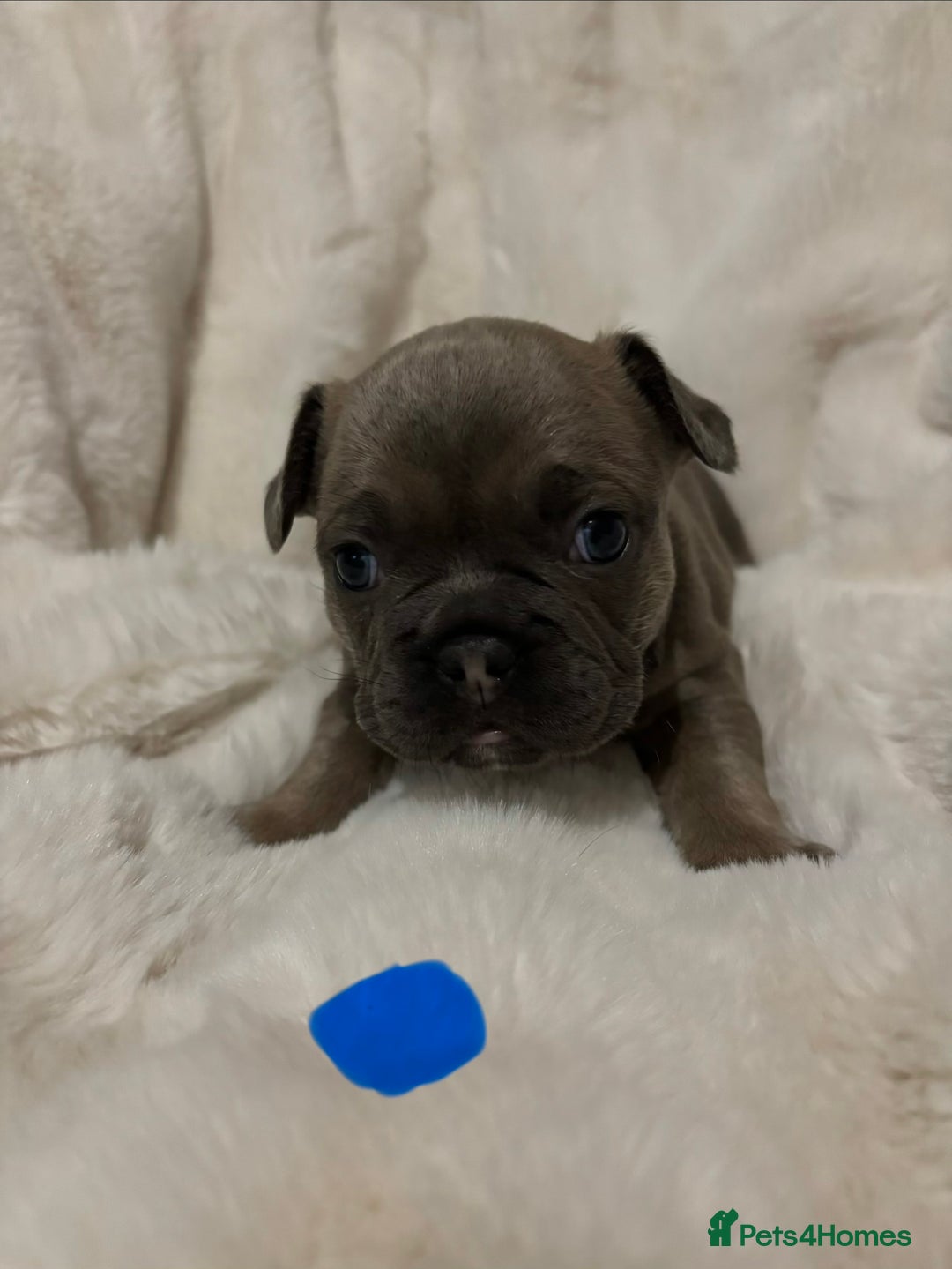 French Bulldog dogs for sale: French bulldog #fluffy#kc - Advert 6