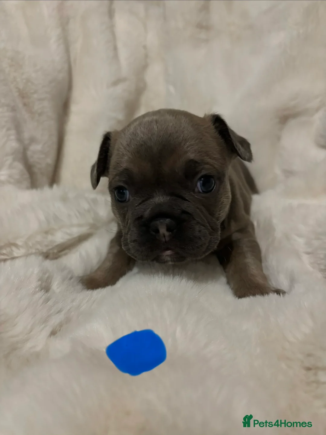 French Bulldog dogs for sale: French bulldog puppy’s  - Advert 17