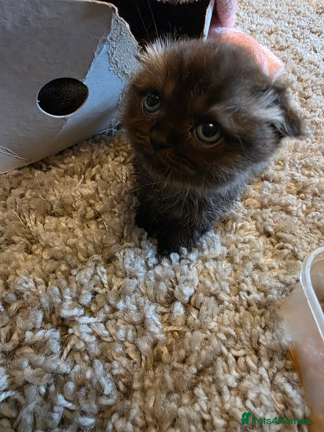 Scottish Fold cats for sale: 3 Scottish Folds (6weeks) - Image 2
