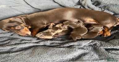 Miniature Dachshund dogs - Advert 13