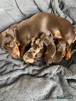 Miniature Dachshund dogs - Advert 13