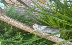 Scottish Fold cats for sale: !🆘🆘Scottish shorthair (silver chinchilla)❤️❤️❤️ - Image 4