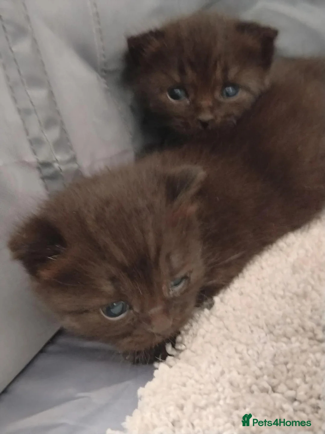 Mixed Breed cats for sale: Persian cross kitties  in Doncaster - Advert 2