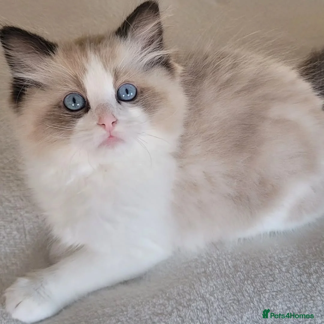 Ragdoll cats for sale: “Beautiful Ragdoll Kittens for sale  in Glasgow - Advert 2