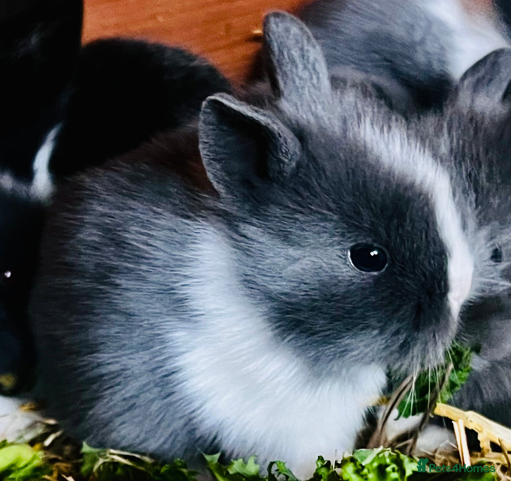 Lionhead rabbits Bouncing double lion head bunnies 🐰  - Advert 13