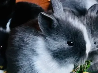 Lionhead rabbits Bouncing double lion head bunnies 🐰 - Advert 13