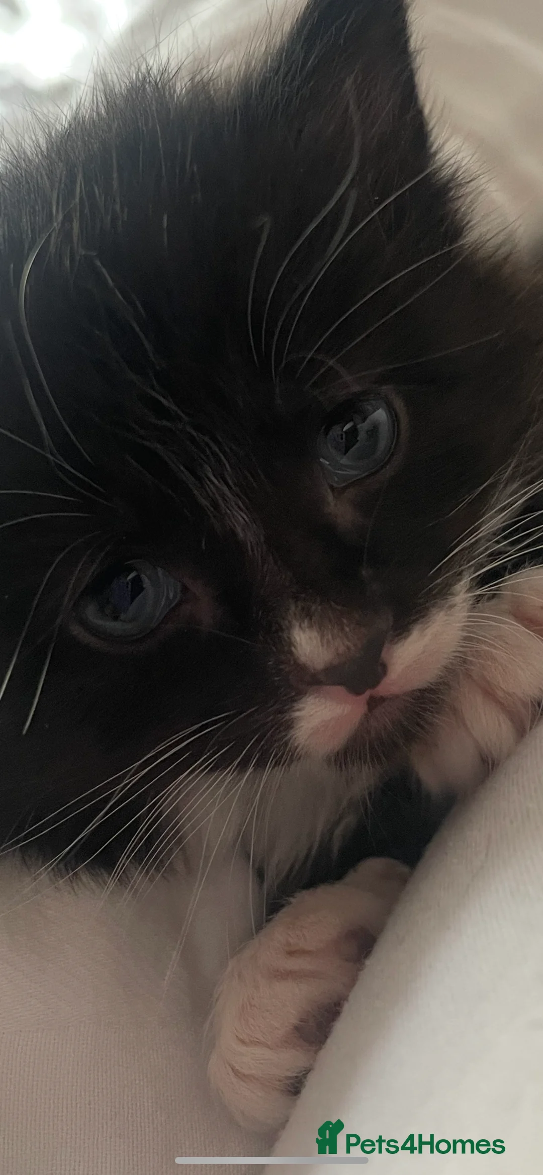 Norwegian Forest Cat cats for sale: Kittens Norwegian Forrest cat mix - Advert 2