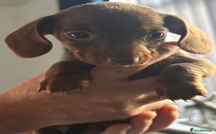 Miniature Dachshund dogs - Advert 4