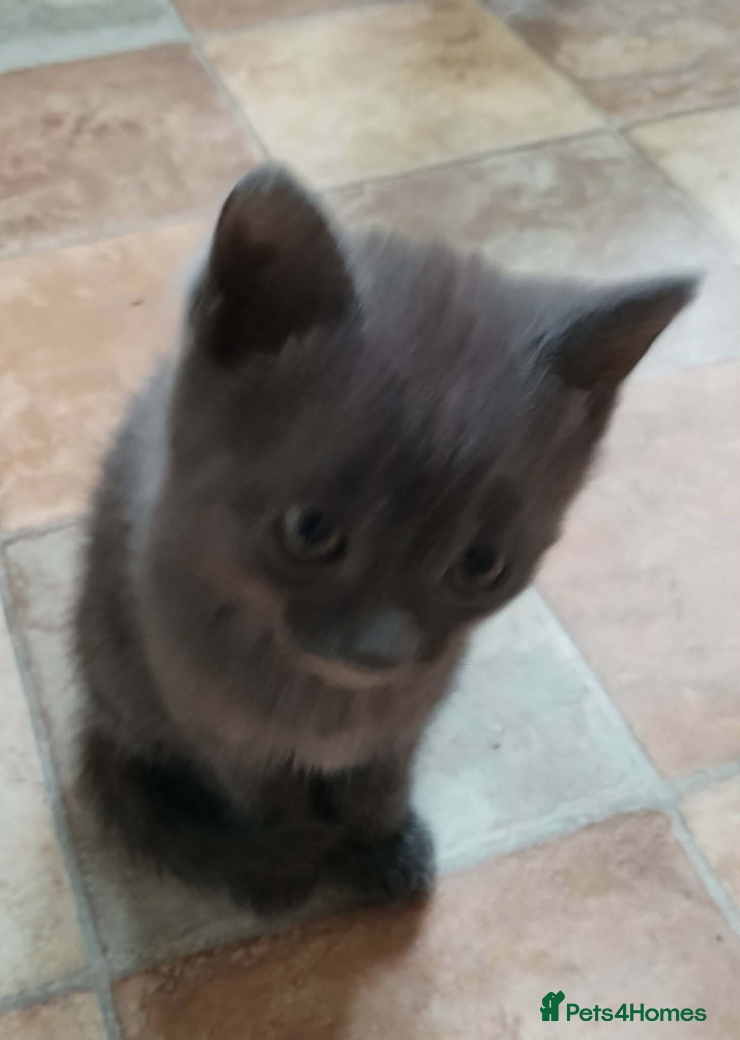 British Shorthair cats for sale: British short hair kittens in Cleckheaton - Advert 7