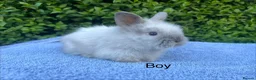 Lionhead rabbits for sale: Beautiful mini double maned lionheads bunnies  - Advert 5