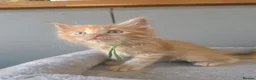 Maine Coon cats for sale: Maine Coon Red Tabby Gingers - Advert 8