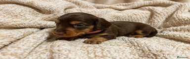 SOLD - Miniature Dachshund Puppy 4