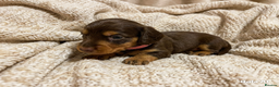 Miniature Dachshund dogs for sale: Miniature Longhaired Dachshund - Advert 12
