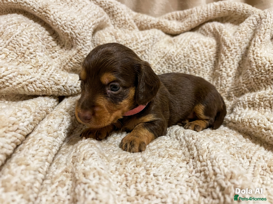 Miniature Dachshund dogs for sale: Miniature Longhaired Dachshund - Advert 12