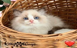 Ragdoll cats for sale: 🐾🩷*TICA REG* LYNX TABBY EU RAGDOLL KITTENS🩵🐾 - Image 21