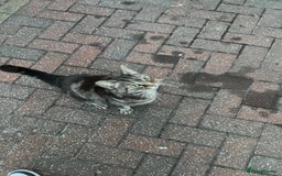 Mixed Breed cats for sale: Affectionate cat  - Image 1