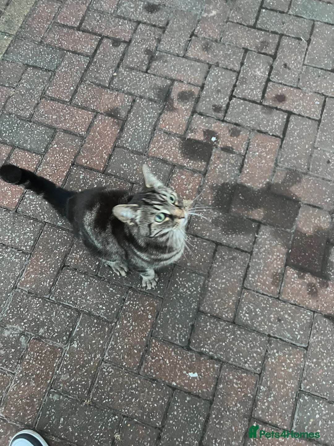 Mixed Breed cats for sale: Affectionate cat  - Image 1