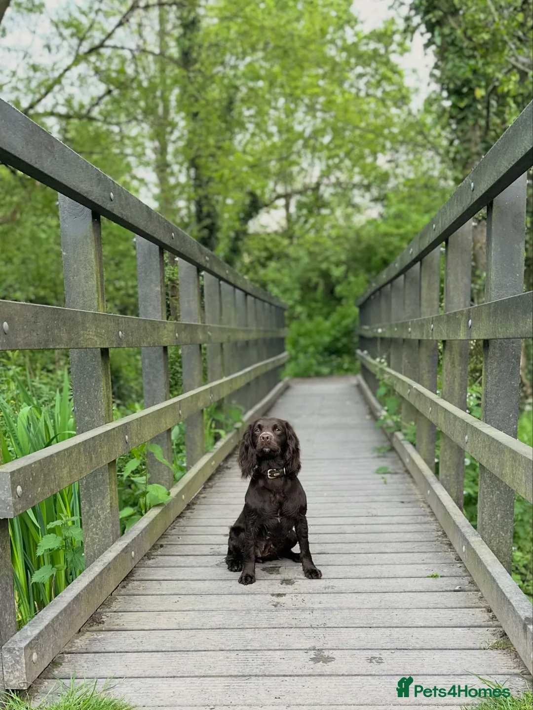 Cocker Spaniel dogs for sale: Working Cocker Spaniel Puppies  - Advert 2