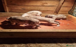 Whippet dogs for sale: Kc whippets - Image 10
