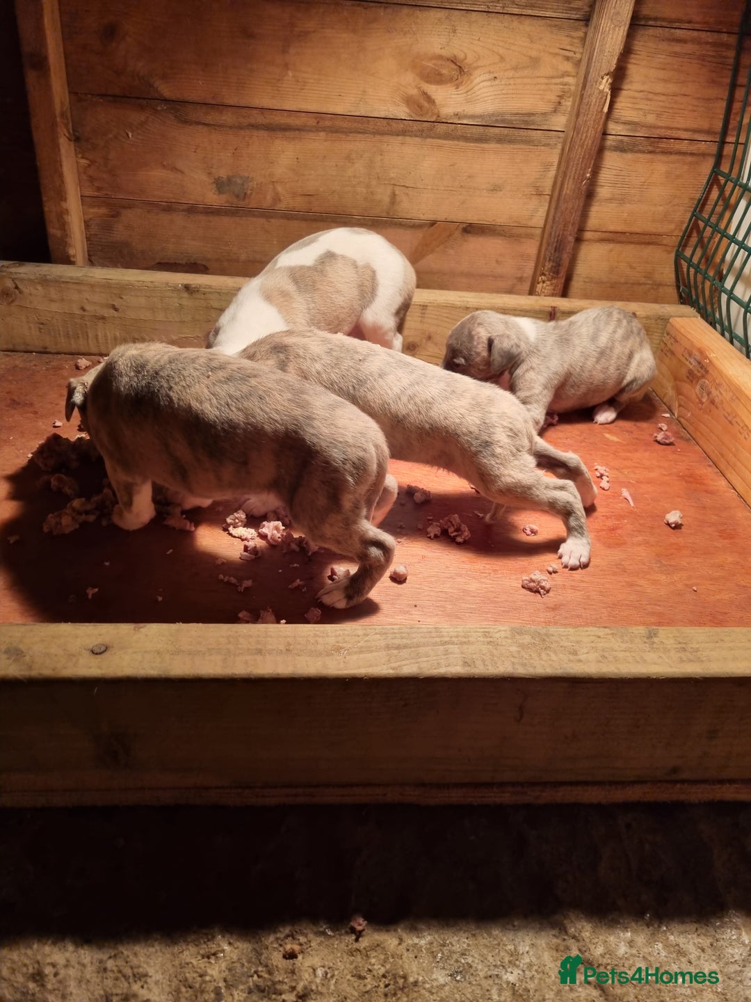 Whippet dogs for sale: Kc whippets - Image 10