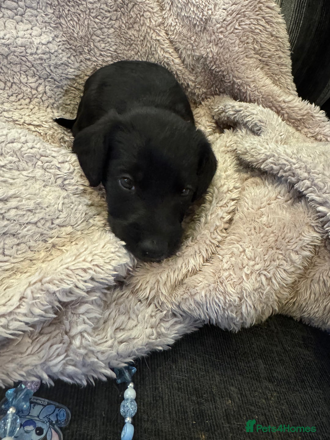 Mixed Breed dogs for sale: Cockerpoo cross lab pupies - Advert 11