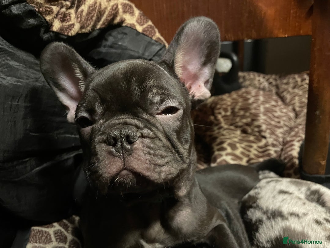French Bulldog dogs for sale: Two boys left - Advert 5