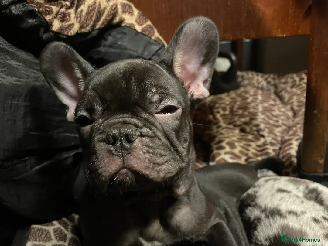 French Bulldog dogs for sale: Two boys left - Advert 5