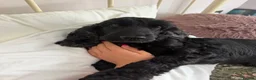Cocker Spaniel dogs for stud: Show Cocker to Stud in Tiverton - Advert 2