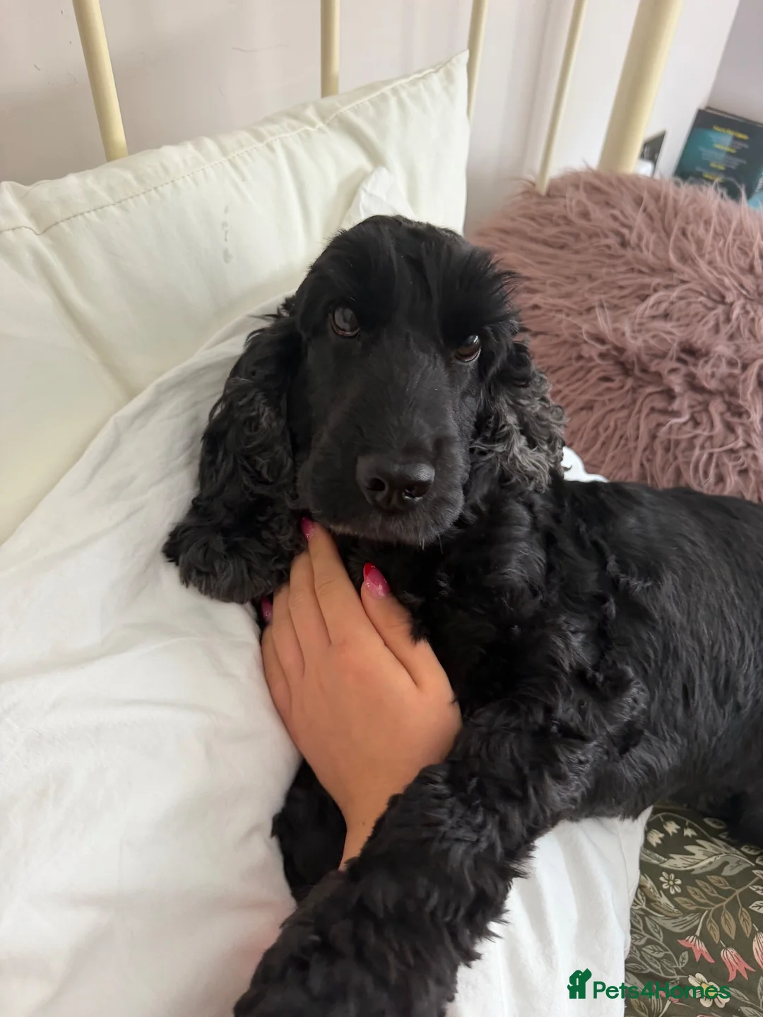 Cocker Spaniel dogs for stud: Show Cocker to Stud in Tiverton - Advert 2