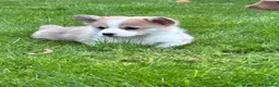Welsh Corgi Pembroke dogs for sale: KC registered corgi puppy - Advert 17