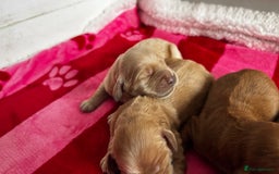 Goldendoodle dogs for sale: Golden doodle puppy’s for sale  - Advert 8