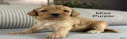 Double Doodle dogs for sale: A REALLY EXCITING MIX OF BREEDS. GORGEOUS!!! - Advert 17