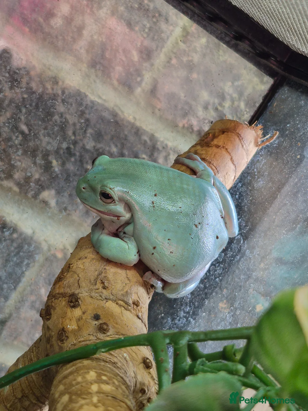 Frog reptiles for sale: Milk frogs. Whites. Green and black. Pacman - Advert 4