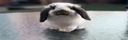 Mini Lop rabbits for sale: Gorgeous baby mini lops  - Advert 1