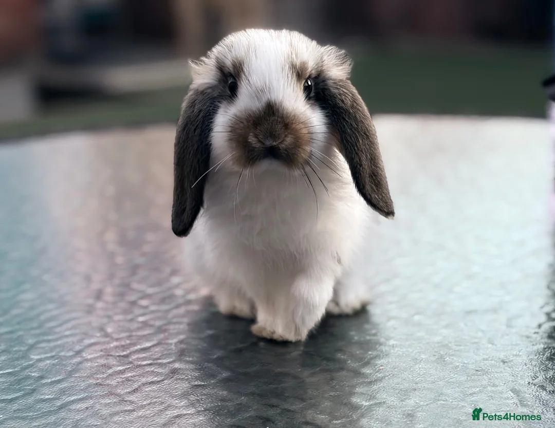 Mini Lop rabbits for sale: Gorgeous baby mini lops  - Advert 1