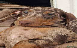 Dachshund dogs for stud: Stunning Dapple Standard Dachshund at Stud  - Image 3
