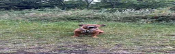 Mixed Breed dogs for sale: 5 month old pupp  - Advert 6