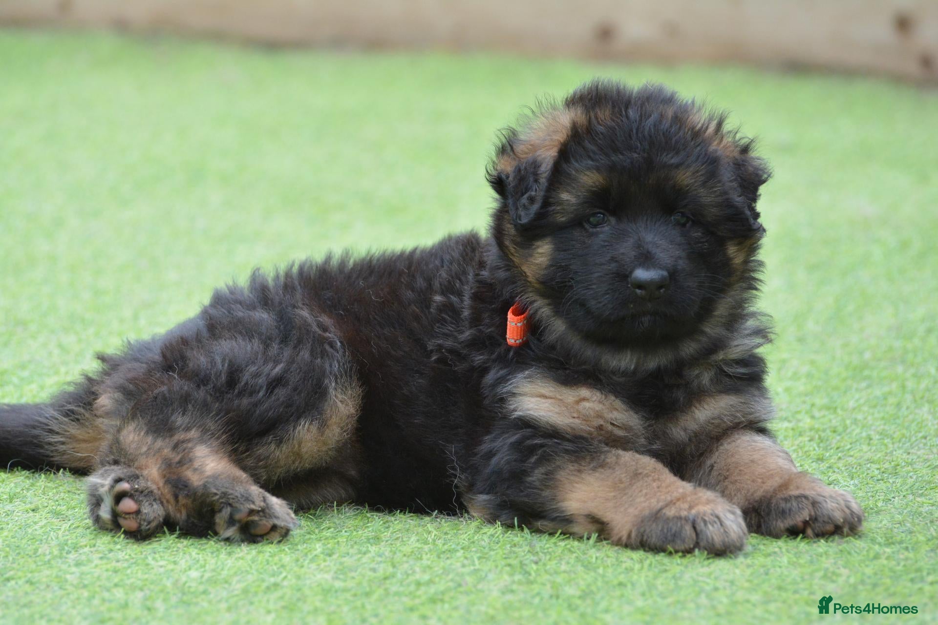 German Shepherd dogs for sale: KC, DM clear, health tested, German Shepherds  - Advert 1
