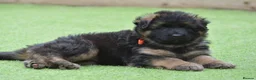 German Shepherd dogs for sale: KC, DM clear, health tested, German Shepherds  - Advert 17